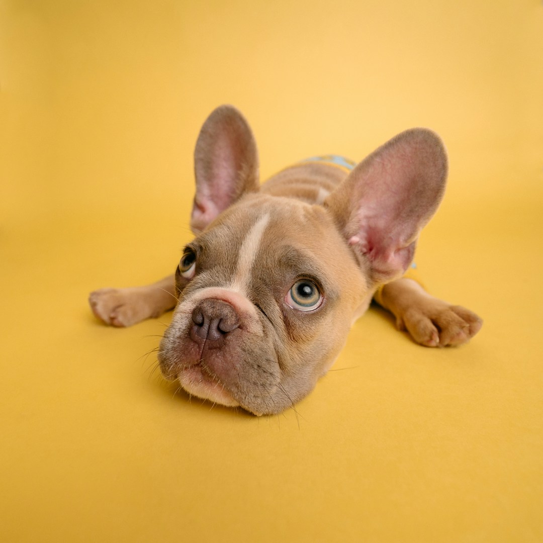 Shelter dog donation campaign
